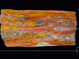 Designation: Petrified Wood, The Knotty Board Table Slab 5   A Portrait of Resilience: The Araucarioxylon Masterpiece.
